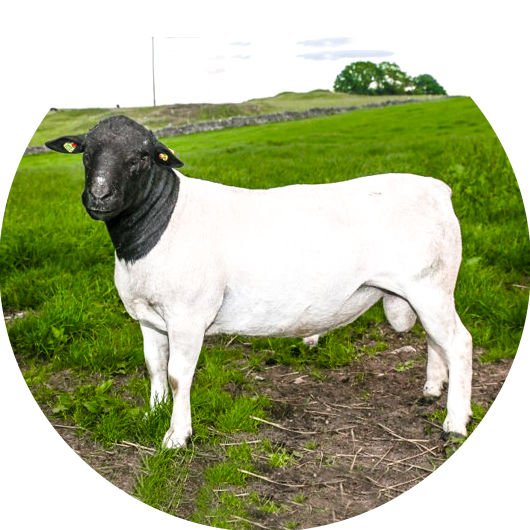 Lamb Products